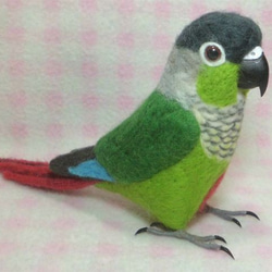 ほぼライフサイズ　ホオミドリアカオウロコインコ  Green-cheeked Parakeet 羊毛インコ 受注作成 3枚目の画像