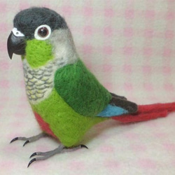 ほぼライフサイズ　ホオミドリアカオウロコインコ  Green-cheeked Parakeet 羊毛インコ 受注作成 4枚目の画像