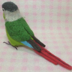 ほぼライフサイズ　ホオミドリアカオウロコインコ  Green-cheeked Parakeet 羊毛インコ 受注作成 5枚目の画像