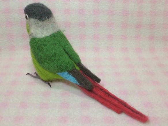 ほぼライフサイズ　ホオミドリアカオウロコインコ  Green-cheeked Parakeet 羊毛インコ 受注作成 5枚目の画像