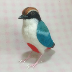 ライフサイズ ヤイロチョウ　八色鳥　受注作成　野鳥 羊毛フェルト　羊毛ぬいぐるみ　工房小鳥屋さん　メモリアル 1枚目の画像