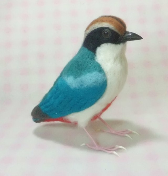 ライフサイズ ヤイロチョウ　八色鳥　受注作成　野鳥 羊毛フェルト　羊毛ぬいぐるみ　工房小鳥屋さん　メモリアル 4枚目の画像