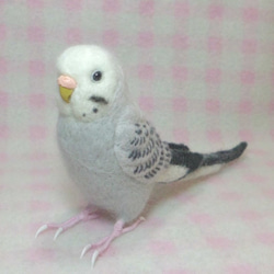 ほぼライフサイズ♪ セキセイインコ モーブ グレー 羊毛フェルト　鼻の色変更可能　受注作成　羊毛インコ　工房小鳥屋さん 1枚目の画像