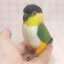 黒頭鸚鵡★mini Black-headed Caique 第1張的照片