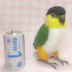 黒頭鸚鵡★mini Black-headed Caique 第3張的照片