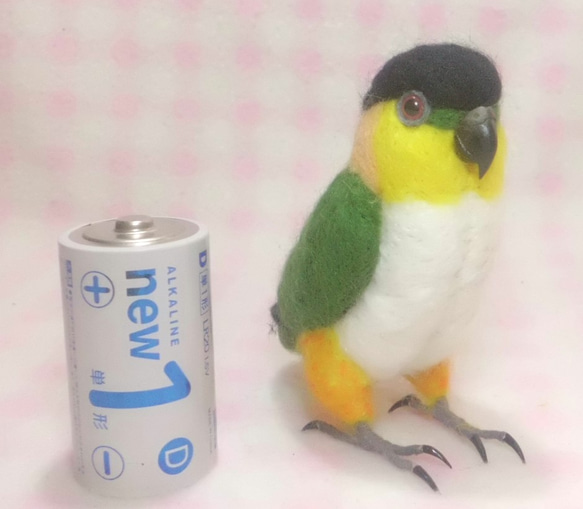 黒頭鸚鵡★mini Black-headed Caique 第3張的照片