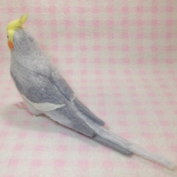 ライフサイズ♪  オカメインコ ノーマル♂★ライトグレー　羊毛インコ　受注作成　羊毛ぬいぐるみ　羊毛フェルト 5枚目の画像