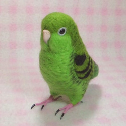 ***現實大小♪　橫斑鸚鵡☆羊毛氈***Barred Parakeet　1/1size 第3張的照片