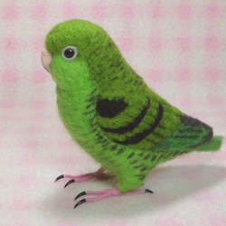 ライフサイズ♪ サザナミインコ  羊毛フェルト Barred Parakeet　受注作成　うちのこオーダー可能　 4枚目の画像