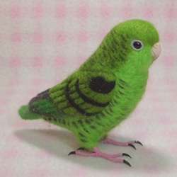 ***現實大小♪　橫斑鸚鵡☆羊毛氈***Barred Parakeet　1/1size 第2張的照片