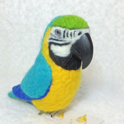 Blue-and-yellow Macaw　Blue-and-gold Macaw★夾＆胸針★clip & brooch 第1張的照片