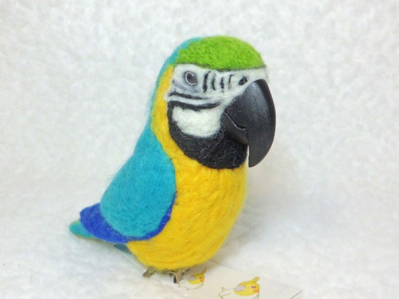 Blue-and-yellow Macaw　Blue-and-gold Macaw★夾＆胸針★clip & brooch 第1張的照片