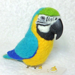 Blue-and-yellow Macaw　Blue-and-gold Macaw★夾＆胸針★clip & brooch 第3張的照片