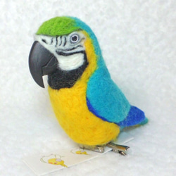 Blue-and-yellow Macaw　Blue-and-gold Macaw★夾＆胸針★clip & brooch 第4張的照片