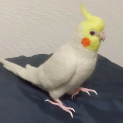 ライフサイズ  オカメインコ ルチノー☆はじめのい～っ歩♪☆羊毛フェルト　羊毛インコ　受注作成　メモリアル 1枚目の画像