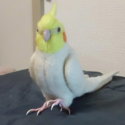 ***現實大小♪玄鳳鸚鵡（雞尾鸚鵡）☆羊毛氈***Cockatiel　 第3張的照片