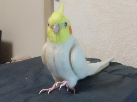 ***現實大小♪玄鳳鸚鵡（雞尾鸚鵡）☆羊毛氈***Cockatiel　 第3張的照片