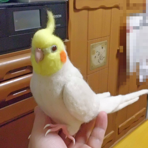 ライフサイズ オカメインコ ルチノー☆はじめのい～っ歩♪☆羊毛
