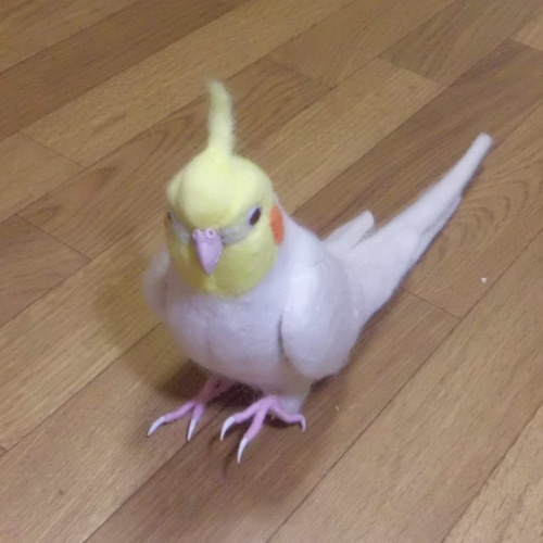 ライフサイズ オカメインコ ルチノー☆はじめのい~っ歩♪☆羊毛 ライフサイズ オカメインコ ルチノー☆はじめのい~っ歩♪☆羊毛