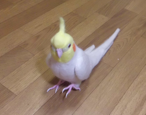 ライフサイズ  オカメインコ ルチノー☆はじめのい～っ歩♪☆羊毛フェルト　羊毛インコ　受注作成　メモリアル 5枚目の画像