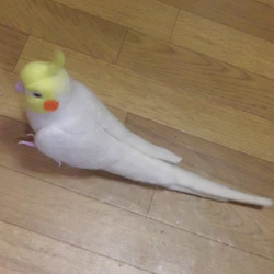 ***現實大小♪玄鳳鸚鵡（雞尾鸚鵡）☆羊毛氈***Cockatiel　 第6張的照片