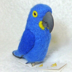 Blue macaw　★夾＆胸針★clip & brooch 第4張的照片