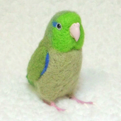 ***現實大小♪太平洋鹦哥☆羊毛氈***Pacific Parrotlet ・ Celestial Parrotle 第2張的照片