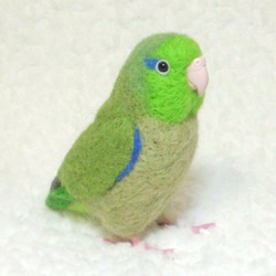 ***現實大小♪太平洋鹦哥☆羊毛氈***Pacific Parrotlet ・ Celestial Parrotle 第3張的照片