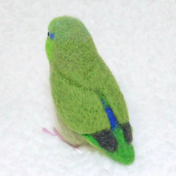 ***現實大小♪太平洋鹦哥☆羊毛氈***Pacific Parrotlet ・ Celestial Parrotle 第5張的照片