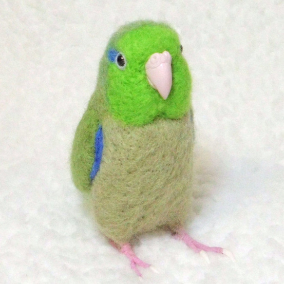 ***現實大小♪太平洋鹦哥☆羊毛氈***Pacific Parrotlet ・ Celestial Parrotle 第6張的照片