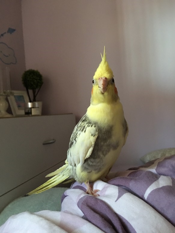 * BiBi dedicated order page *Create cockatiel orders*1/1 siz 第3張的照片