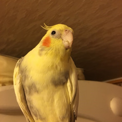 * BiBi dedicated order page *Create cockatiel orders*1/1 siz 第4張的照片