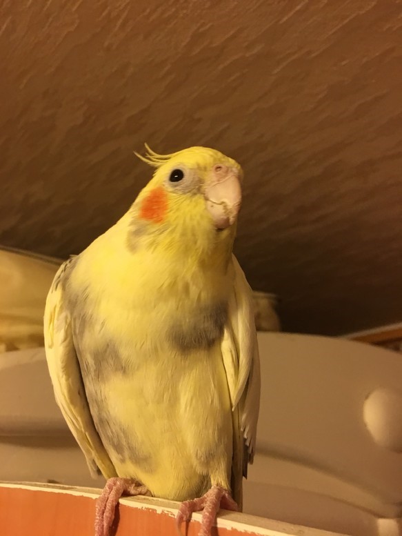 * BiBi dedicated order page *Create cockatiel orders*1/1 siz 第4張的照片