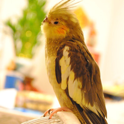 * BiBi dedicated order page *Create cockatiel orders*1/1 siz 第2張的照片