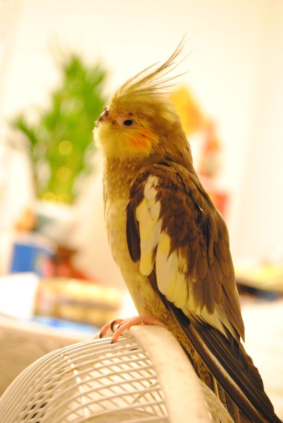 * BiBi dedicated order page *Create cockatiel orders*1/1 siz 第2張的照片