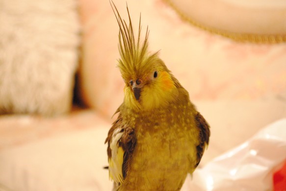 * BiBi dedicated order page *Create cockatiel orders*1/1 siz 第3張的照片