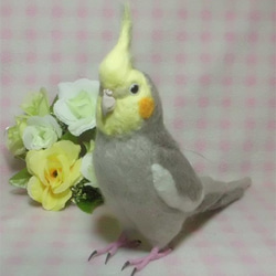 * BiBi dedicated order page *Create cockatiel orders*1/1 siz 第4張的照片