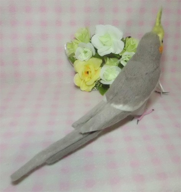 * BiBi dedicated order page *Create cockatiel orders*1/1 siz 第5張的照片