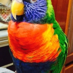 * Wen dedicated order page *Rainbow Lorikeet orders*1/1 size 第2張的照片