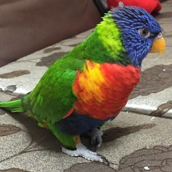 * Wen dedicated order page *Rainbow Lorikeet orders*1/1 size 3枚目の画像