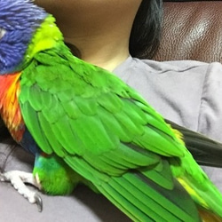 * Wen dedicated order page *Rainbow Lorikeet orders*1/1 size 第5張的照片