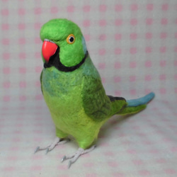 ライフサイズ♪ ワカケホンセイインコ　羊毛フェルト★ルチノーやブルーに変更可能　受注作成　うちの子オーダー可能 1枚目の画像