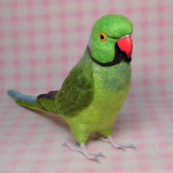 ***現實大小♪ring-necked parakeet☆羊毛氈*** 第2張的照片