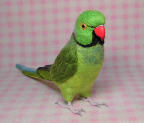 ***現實大小♪ring-necked parakeet☆羊毛氈*** 第2張的照片