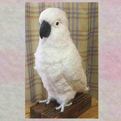 ***現實大小♪大白鸚鵡☆羊毛氈***Wool figure Real size Umbrella cockatoo 第1張的照片