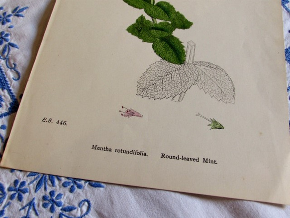 イギリスの植物画【アップルミント】1890年アンティーク印刷物 5枚目の画像