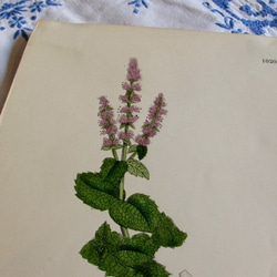 イギリスの植物画【アップルミント】1890年アンティーク印刷物 7枚目の画像