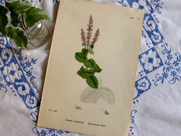 イギリスの植物画【アップルミント】1890年アンティーク印刷物 8枚目の画像