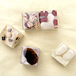 豆の標本磁石シリーズ 3枚目の画像