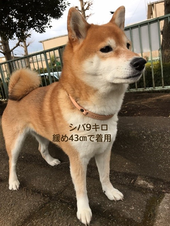 中型犬用ヌメ革・迷子チョーカー（調節式） 6枚目の画像